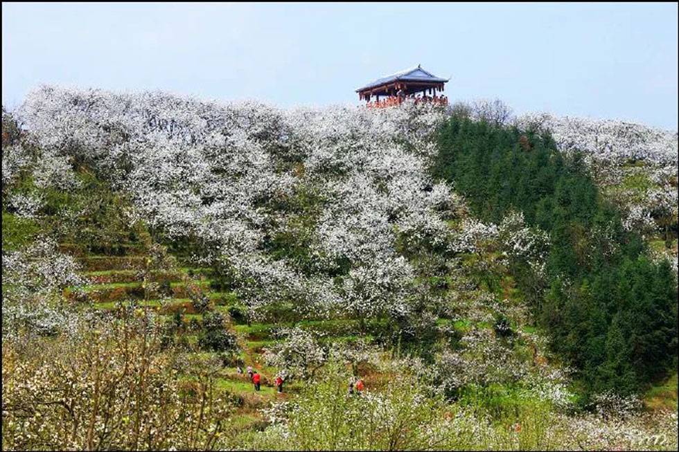 【春天，广西桂林灌阳县向您发出邀请！】我们在灌阳看梨花 - 游山玩水 - 咸阳生活社区 - 咸阳28生活网 xianyang.28life.net