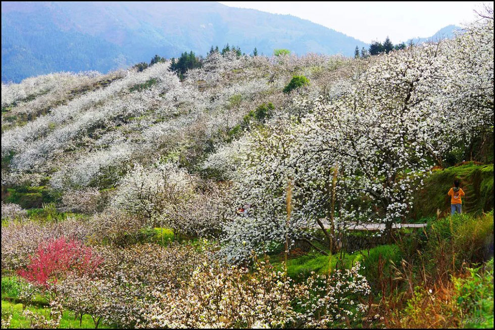 【春天，广西桂林灌阳县向您发出邀请！】我们在灌阳看梨花 - 游山玩水 - 咸阳生活社区 - 咸阳28生活网 xianyang.28life.net