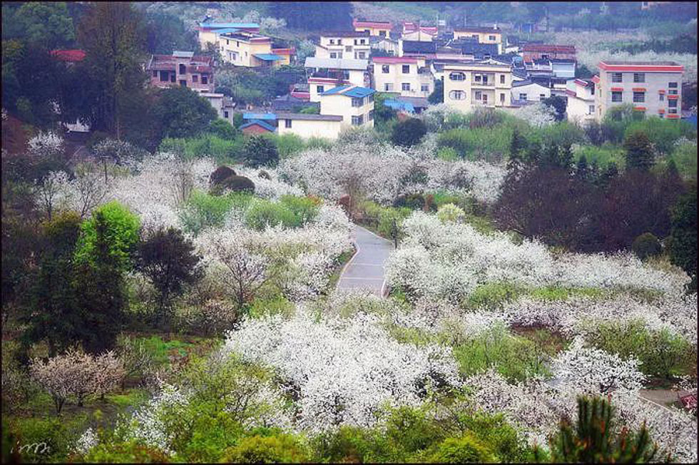 【春天，广西桂林灌阳县向您发出邀请！】我们在灌阳看梨花 - 游山玩水 - 咸阳生活社区 - 咸阳28生活网 xianyang.28life.net