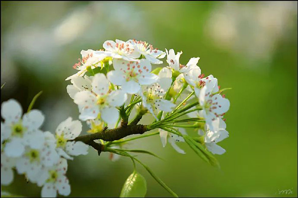 【春天，广西桂林灌阳县向您发出邀请！】我们在灌阳看梨花 - 游山玩水 - 咸阳生活社区 - 咸阳28生活网 xianyang.28life.net