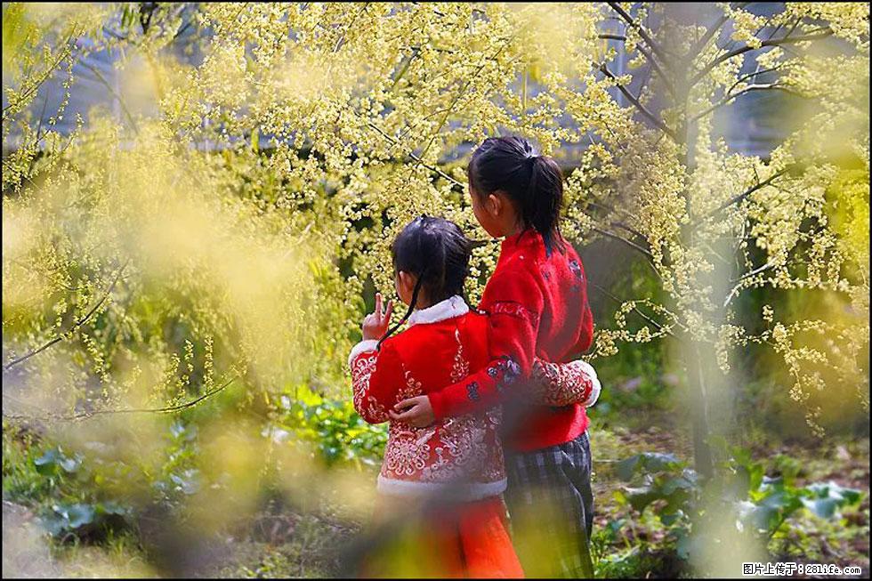 【春天，广西桂林灌阳县向您发出邀请！】米珠山前有片山苍子花在飘香 - 游山玩水 - 咸阳生活社区 - 咸阳28生活网 xianyang.28life.net