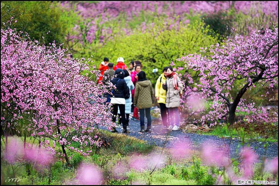 【春天，广西桂林灌阳县向您发出邀请！】官庄村有个醉美的桃花园 - 游山玩水 - 咸阳生活社区 - 咸阳28生活网 xianyang.28life.net
