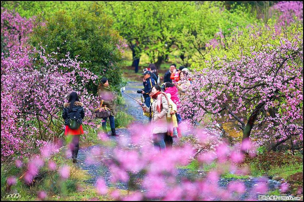 【春天，广西桂林灌阳县向您发出邀请！】官庄村有个醉美的桃花园 - 游山玩水 - 咸阳生活社区 - 咸阳28生活网 xianyang.28life.net