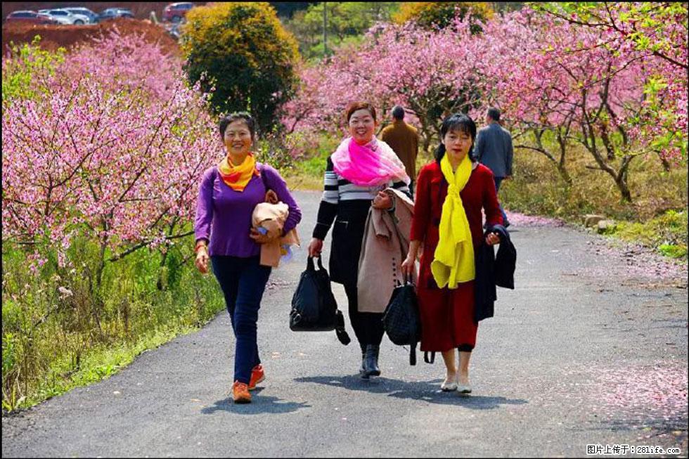 【春天，广西桂林灌阳县向您发出邀请！】官庄村有个醉美的桃花园 - 游山玩水 - 咸阳生活社区 - 咸阳28生活网 xianyang.28life.net