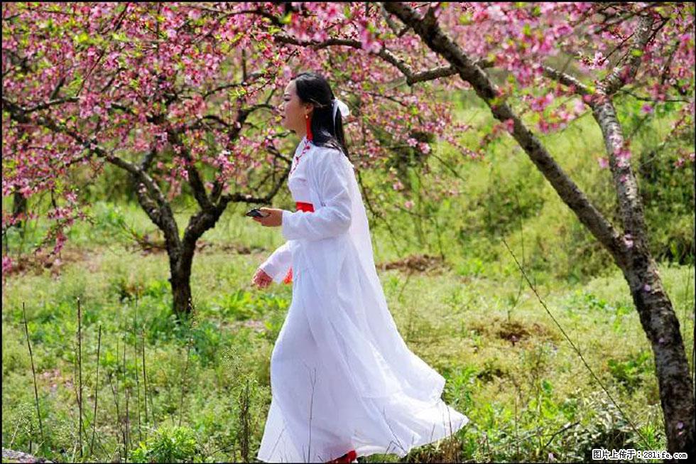 【春天，广西桂林灌阳县向您发出邀请！】官庄村有个醉美的桃花园 - 游山玩水 - 咸阳生活社区 - 咸阳28生活网 xianyang.28life.net