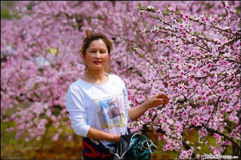 【春天，广西桂林灌阳县向您发出邀请！】官庄村有个醉美的桃花园 - 游山玩水 - 咸阳生活社区 - 咸阳28生活网 xianyang.28life.net