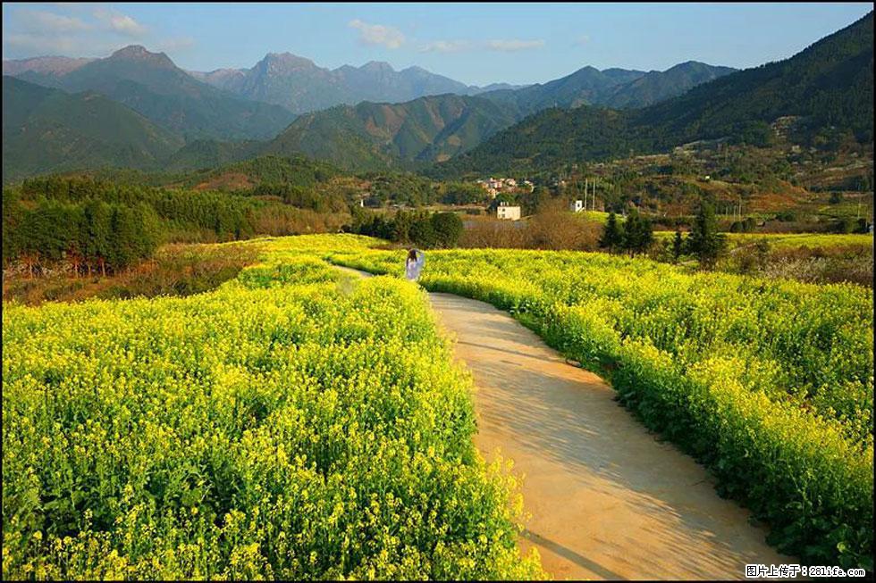 【春天，广西桂林灌阳县向您发出邀请！】长坪村油菜盛情花开 - 游山玩水 - 咸阳生活社区 - 咸阳28生活网 xianyang.28life.net