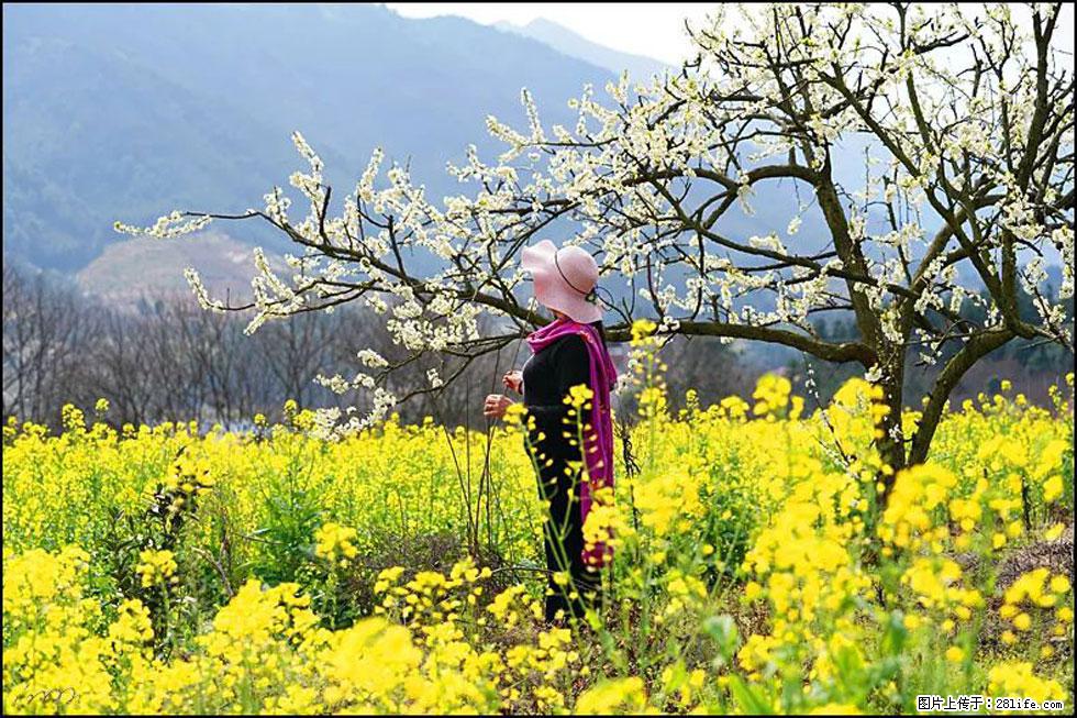 【春天，广西桂林灌阳县向您发出邀请！】长坪村油菜盛情花开 - 游山玩水 - 咸阳生活社区 - 咸阳28生活网 xianyang.28life.net