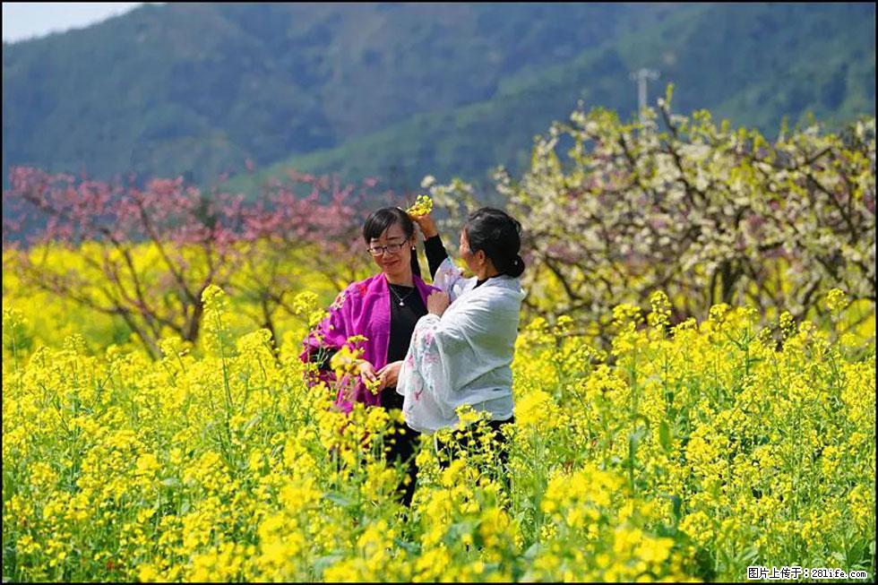 【春天，广西桂林灌阳县向您发出邀请！】长坪村油菜盛情花开 - 游山玩水 - 咸阳生活社区 - 咸阳28生活网 xianyang.28life.net