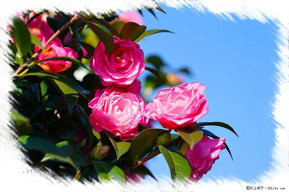【春天，广西桂林灌阳县向您发出邀请！】杨柳井茶花惹人爱 - 游山玩水 - 咸阳生活社区 - 咸阳28生活网 xianyang.28life.net
