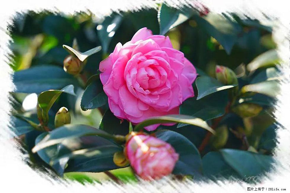 【春天，广西桂林灌阳县向您发出邀请！】杨柳井茶花惹人爱 - 游山玩水 - 咸阳生活社区 - 咸阳28生活网 xianyang.28life.net