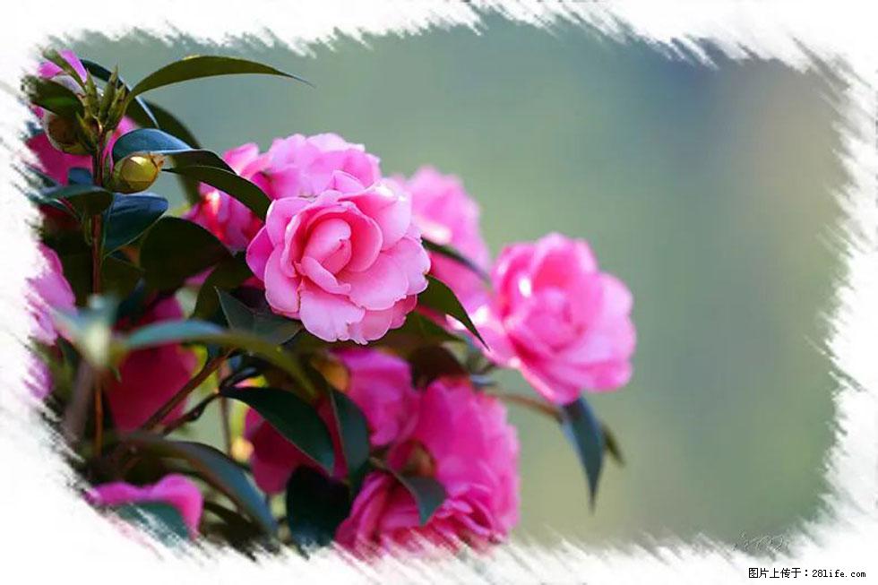 【春天，广西桂林灌阳县向您发出邀请！】杨柳井茶花惹人爱 - 游山玩水 - 咸阳生活社区 - 咸阳28生活网 xianyang.28life.net