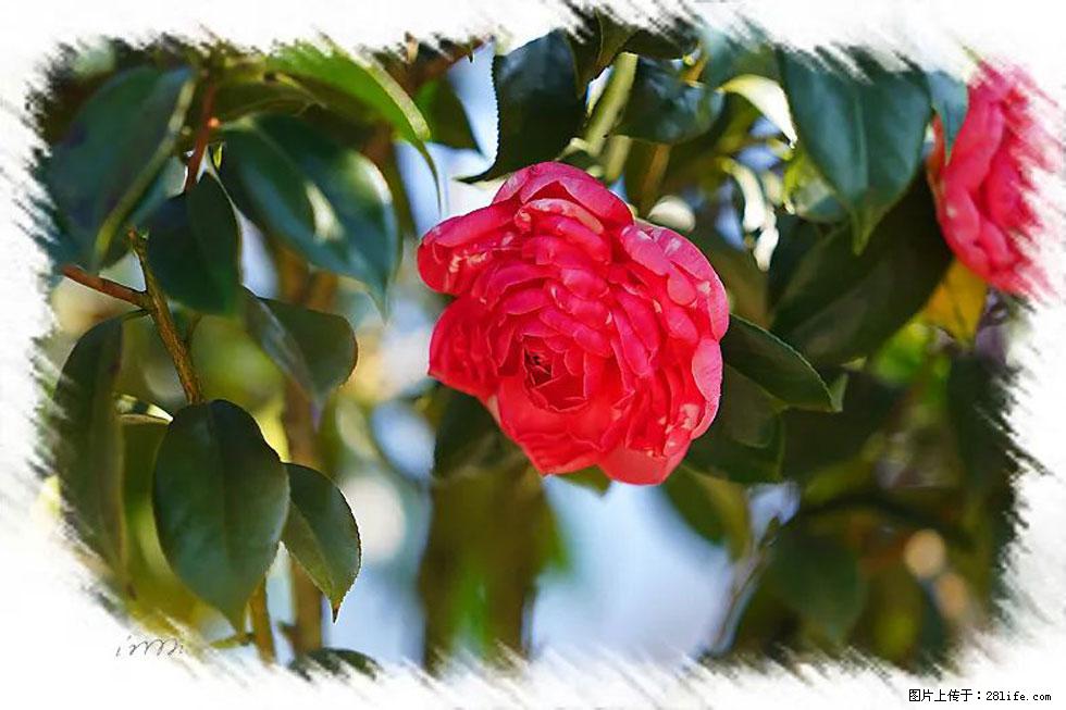 【春天，广西桂林灌阳县向您发出邀请！】杨柳井茶花惹人爱 - 游山玩水 - 咸阳生活社区 - 咸阳28生活网 xianyang.28life.net