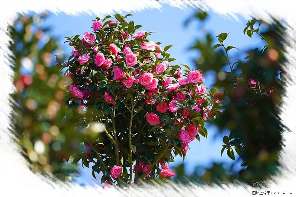 【春天，广西桂林灌阳县向您发出邀请！】杨柳井茶花惹人爱 - 游山玩水 - 咸阳生活社区 - 咸阳28生活网 xianyang.28life.net