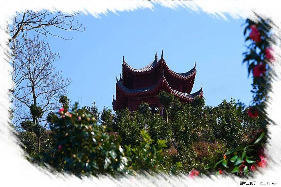 【春天，广西桂林灌阳县向您发出邀请！】杨柳井茶花惹人爱 - 游山玩水 - 咸阳生活社区 - 咸阳28生活网 xianyang.28life.net