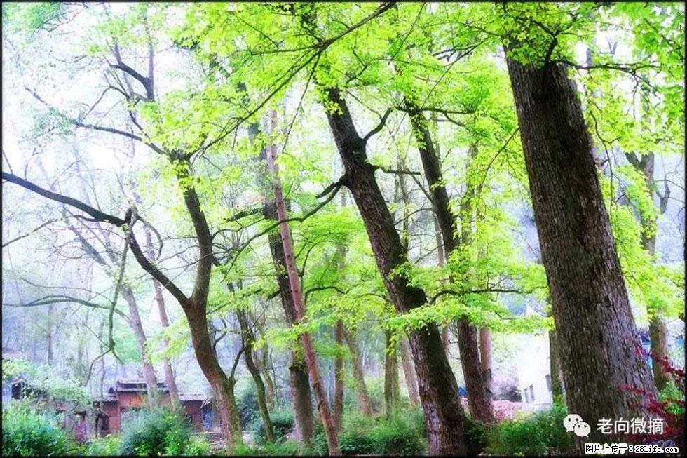 【春天，广西桂林灌阳县向您发出邀请！】在小龙村与春天约会 - 游山玩水 - 咸阳生活社区 - 咸阳28生活网 xianyang.28life.net