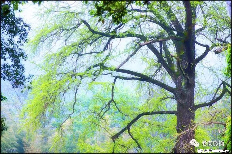 【春天，广西桂林灌阳县向您发出邀请！】在小龙村与春天约会 - 游山玩水 - 咸阳生活社区 - 咸阳28生活网 xianyang.28life.net