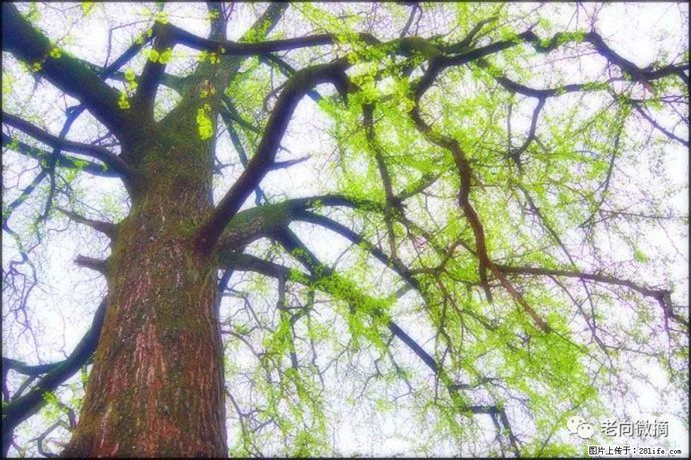 【春天，广西桂林灌阳县向您发出邀请！】在小龙村与春天约会 - 游山玩水 - 咸阳生活社区 - 咸阳28生活网 xianyang.28life.net