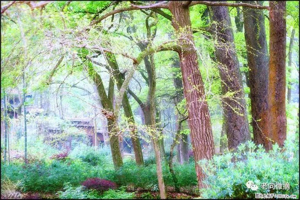 【春天，广西桂林灌阳县向您发出邀请！】在小龙村与春天约会 - 游山玩水 - 咸阳生活社区 - 咸阳28生活网 xianyang.28life.net