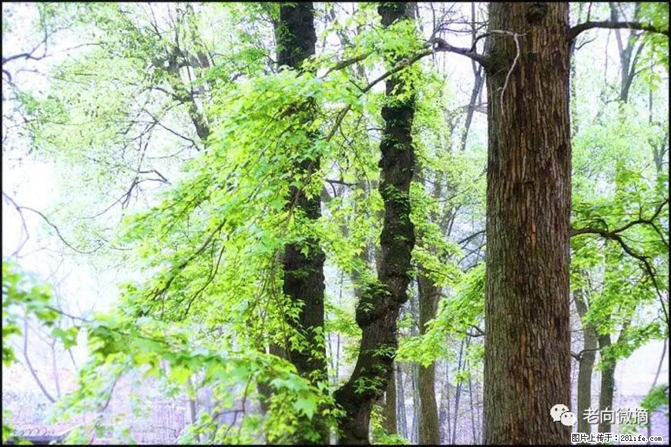 【春天，广西桂林灌阳县向您发出邀请！】在小龙村与春天约会 - 游山玩水 - 咸阳生活社区 - 咸阳28生活网 xianyang.28life.net
