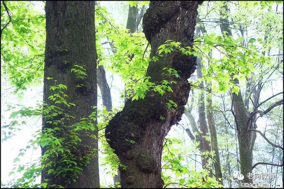 【春天，广西桂林灌阳县向您发出邀请！】在小龙村与春天约会 - 游山玩水 - 咸阳生活社区 - 咸阳28生活网 xianyang.28life.net