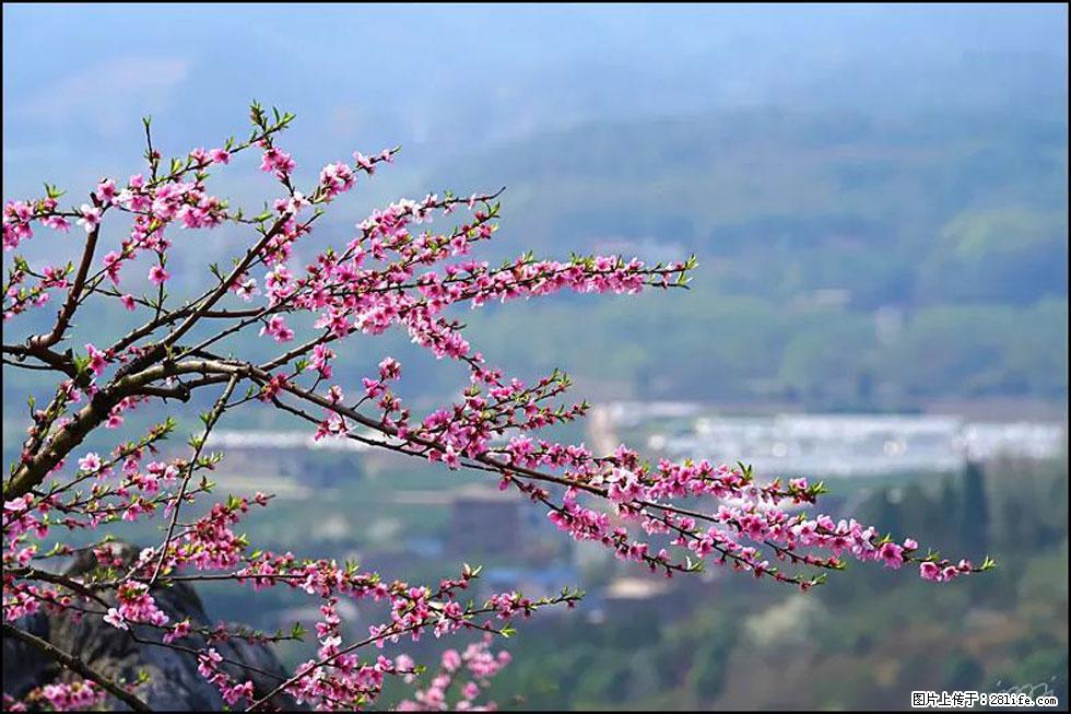 【春天，广西桂林灌阳县向您发出邀请！】望月岭上桃花开 - 游山玩水 - 咸阳生活社区 - 咸阳28生活网 xianyang.28life.net