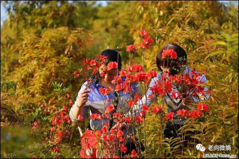 【春天,广西桂林灌阳县向您发出邀请!】登麒麟山,相约映山红 - 游山玩水 - 咸阳生活社区 - 咸阳28生活网 xianyang.28life.net