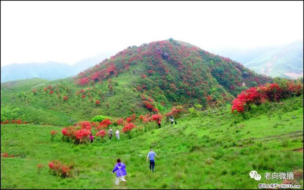 【春天，广西桂林灌阳县向您发出邀请！】宝盖山上映山红 - 游山玩水 - 咸阳生活社区 - 咸阳28生活网 xianyang.28life.net