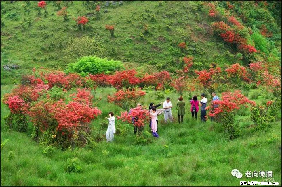 【春天，广西桂林灌阳县向您发出邀请！】宝盖山上映山红 - 游山玩水 - 咸阳生活社区 - 咸阳28生活网 xianyang.28life.net