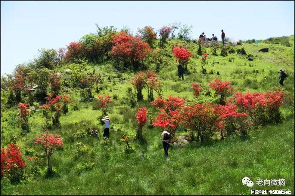 【春天，广西桂林灌阳县向您发出邀请！】宝盖山上映山红 - 游山玩水 - 咸阳生活社区 - 咸阳28生活网 xianyang.28life.net