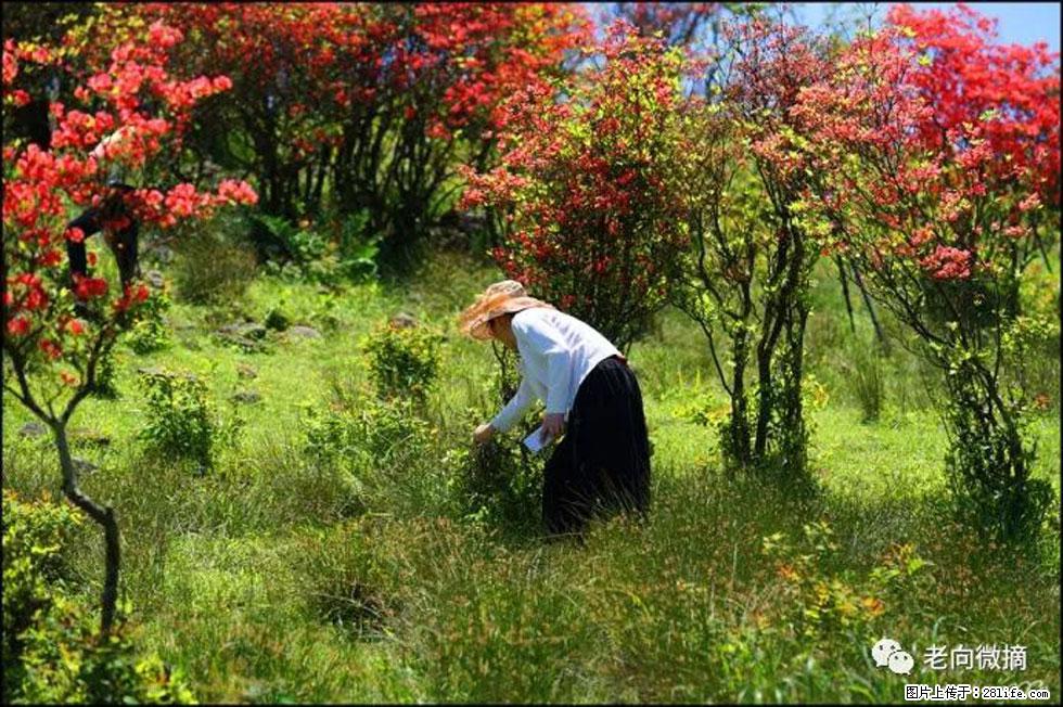 【春天，广西桂林灌阳县向您发出邀请！】宝盖山上映山红 - 游山玩水 - 咸阳生活社区 - 咸阳28生活网 xianyang.28life.net