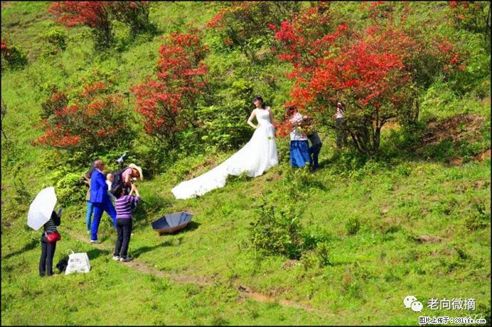 【春天，广西桂林灌阳县向您发出邀请！】宝盖山上映山红 - 游山玩水 - 咸阳生活社区 - 咸阳28生活网 xianyang.28life.net