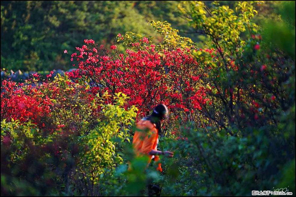 【春天,广西桂林灌阳县向您发出邀请!】春木界上映山红 - 游山玩水 - 咸阳生活社区 - 咸阳28生活网 xianyang.28life.net