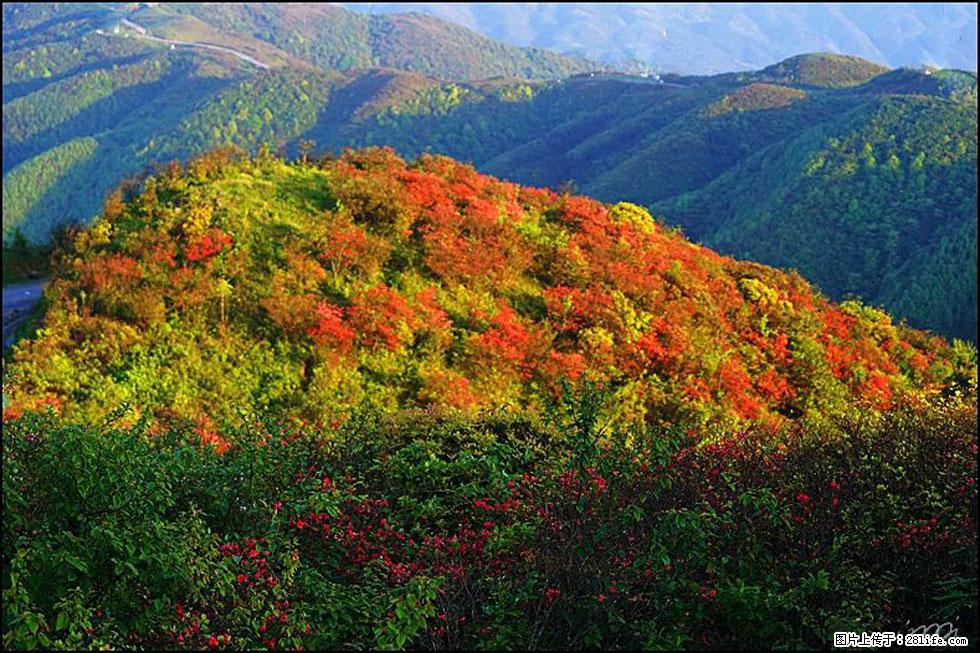 【春天,广西桂林灌阳县向您发出邀请!】春木界上映山红 - 游山玩水 - 咸阳生活社区 - 咸阳28生活网 xianyang.28life.net