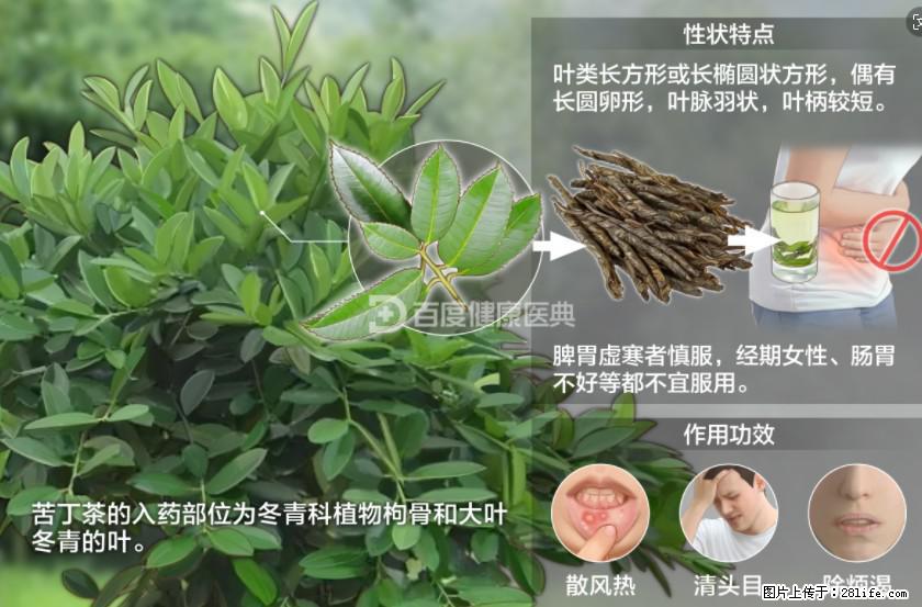 苦丁茶有哪些功效和作用 - 生活百科 - 咸阳生活社区 - 咸阳28生活网 xianyang.28life.net