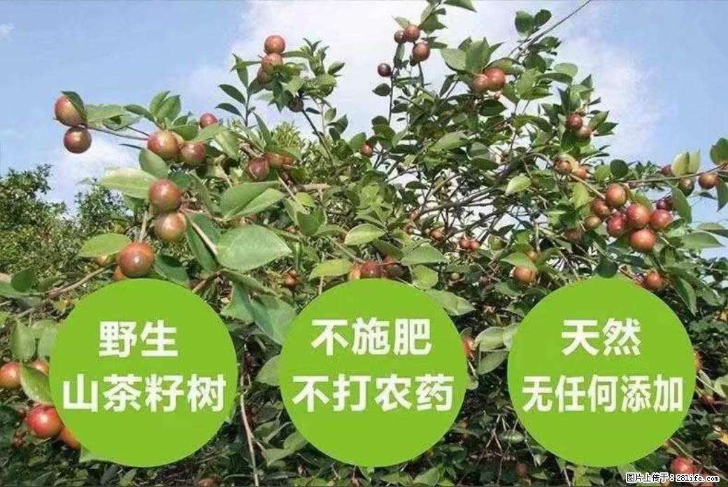 【灌阳县油茶产业示范区】一个有着充实的精神生活的人，对待身外之物自会有一种淡泊的态度 - 土特产 - 饮食特产 - 咸阳分类信息 - 咸阳28生活网 xianyang.28life.net