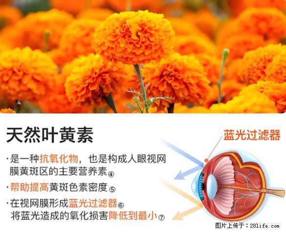 叶黄素有什么功效和作用 - 生活百科 - 咸阳生活社区 - 咸阳28生活网 xianyang.28life.net