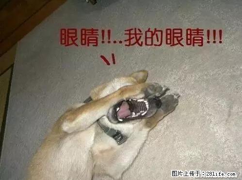 笑癫了！一女的怀孕三年未生，他终于忍不住了... - 娱乐八卦 - 咸阳生活社区 - 咸阳28生活网 xianyang.28life.net
