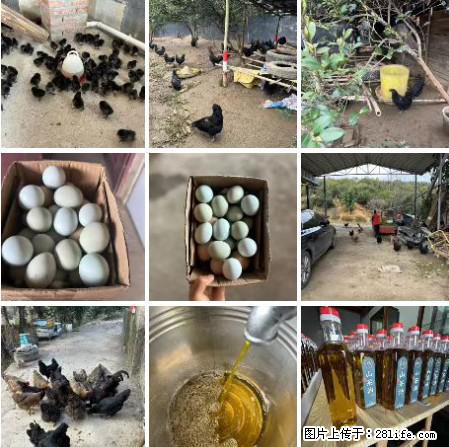 油茶园从小鸡仔开始养起的纯土鸡、土鸡蛋可以预定啦！还有前几天刚榨的纯山茶油哦 - 美食天地 - 咸阳生活社区 - 咸阳28生活网 xianyang.28life.net