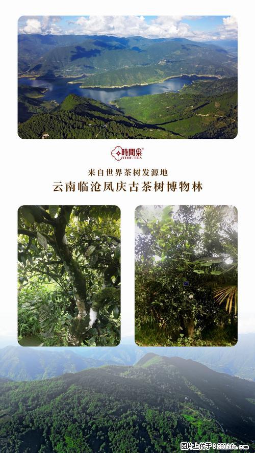 时间果百年古树2025年春红茶 - 购物交流 - 咸阳生活社区 - 咸阳28生活网 xianyang.28life.net