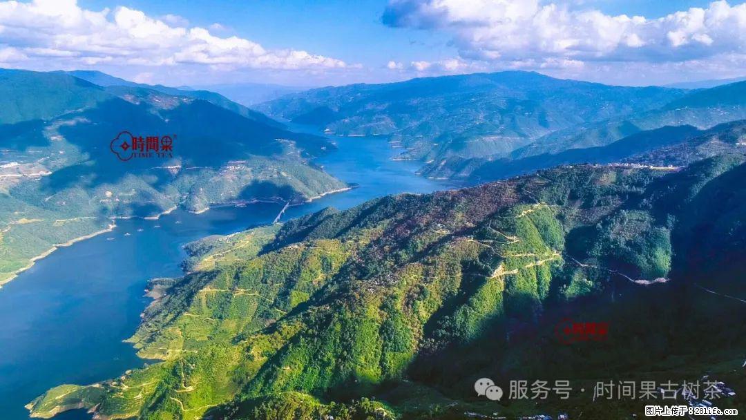 时间果百年古树龙珠普洱生茶 - 购物交流 - 咸阳生活社区 - 咸阳28生活网 xianyang.28life.net