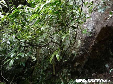 平乐石崖茶，珍贵仅次于金花茶 - 咸阳生活资讯 - 咸阳28生活网 xianyang.28life.net