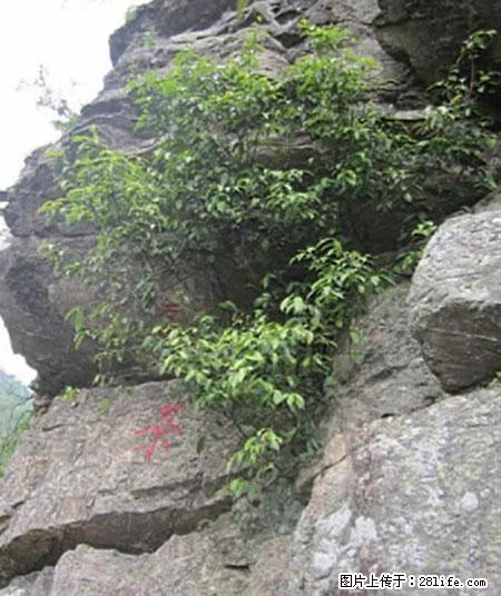 平乐石崖茶，珍贵仅次于金花茶 - 咸阳生活资讯 - 咸阳28生活网 xianyang.28life.net