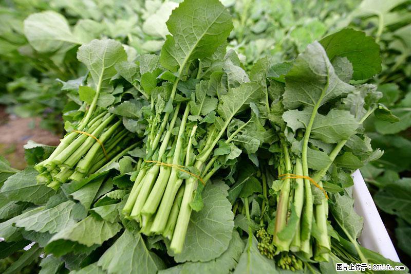 这些蔬菜是“天然钙片”,这6种被医生重点推荐 - 咸阳生活资讯 - 咸阳28生活网 xianyang.28life.net